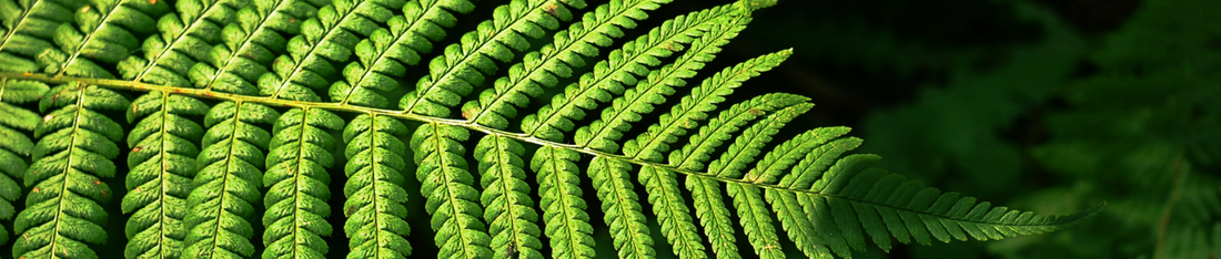 Fernblock tehnoloģijas pamatā ir Polypodium Leucotomos papardes ekstrakts